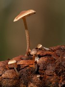 Phil Harbord - Fungi On Firecone